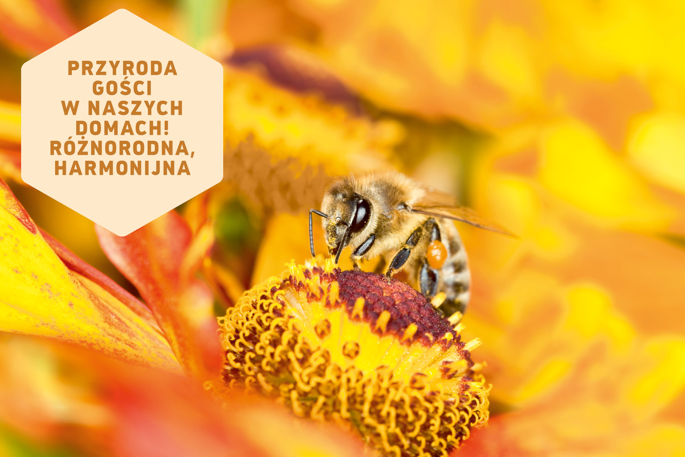 Czysta natura: pszczoła miodna